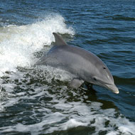Impresije_fishpicnic